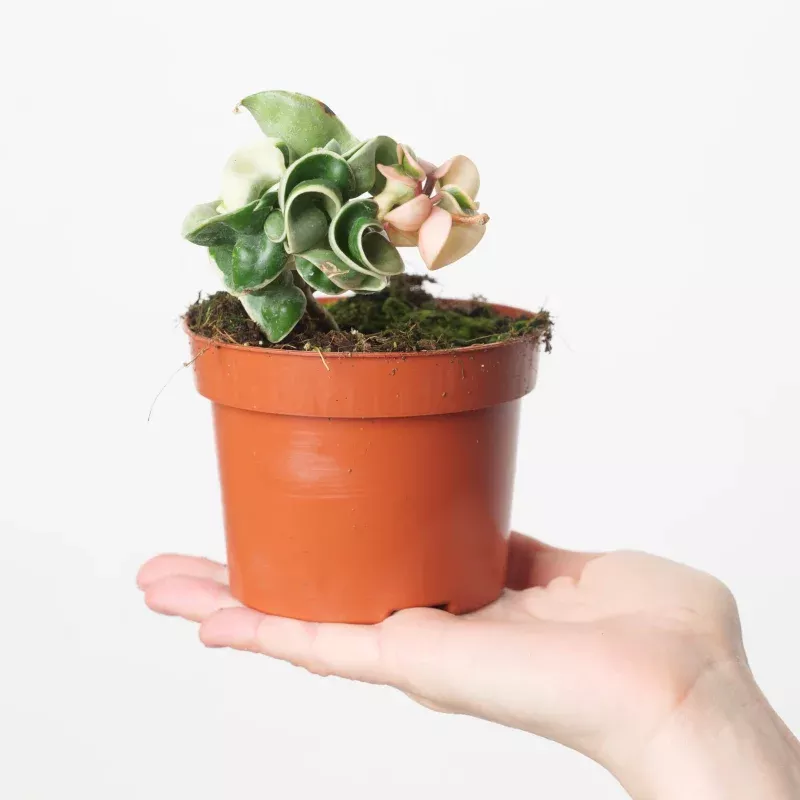 Hoya Carnosa compacta 'Variegated'