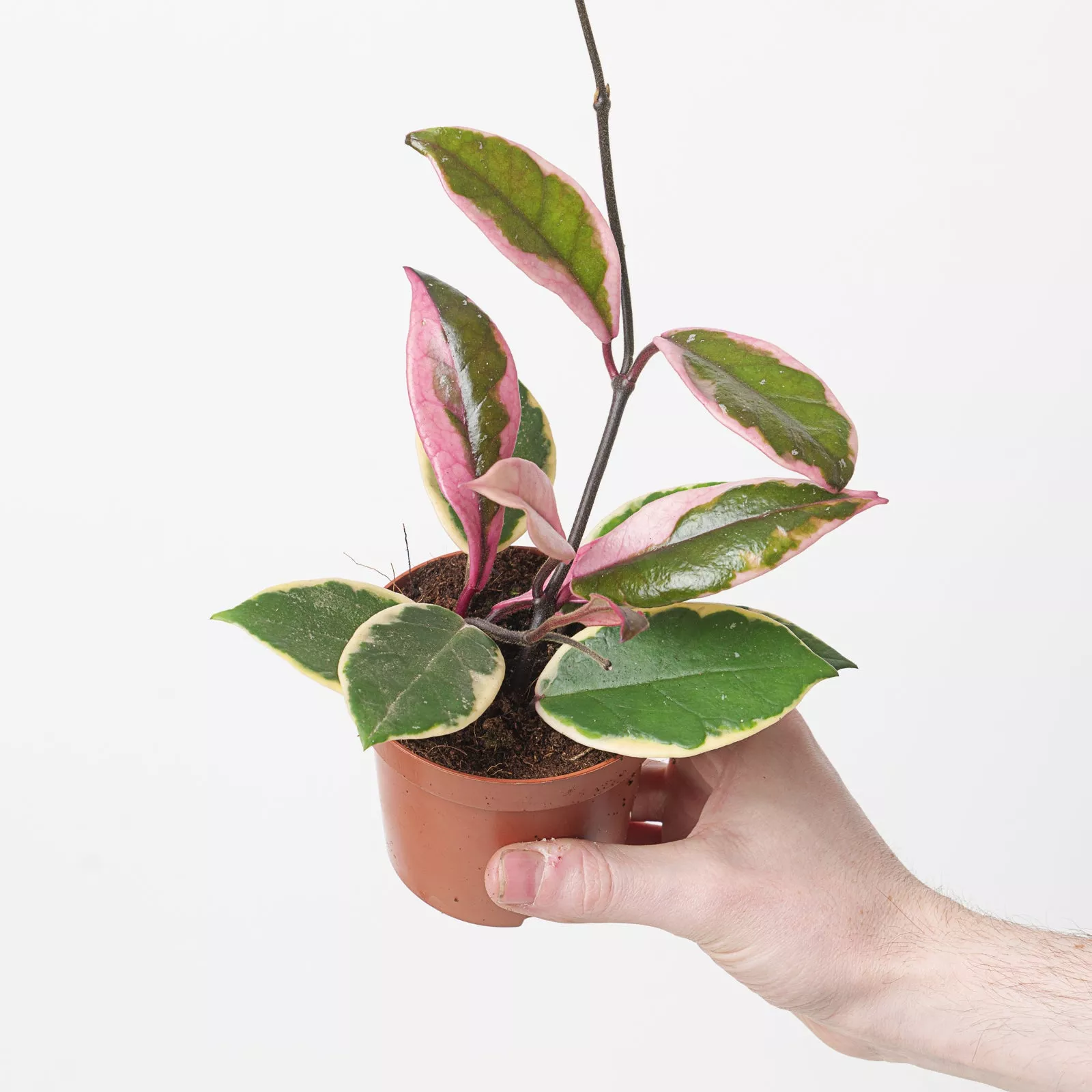 Hoya carnosa 'Flamingo Dreams'