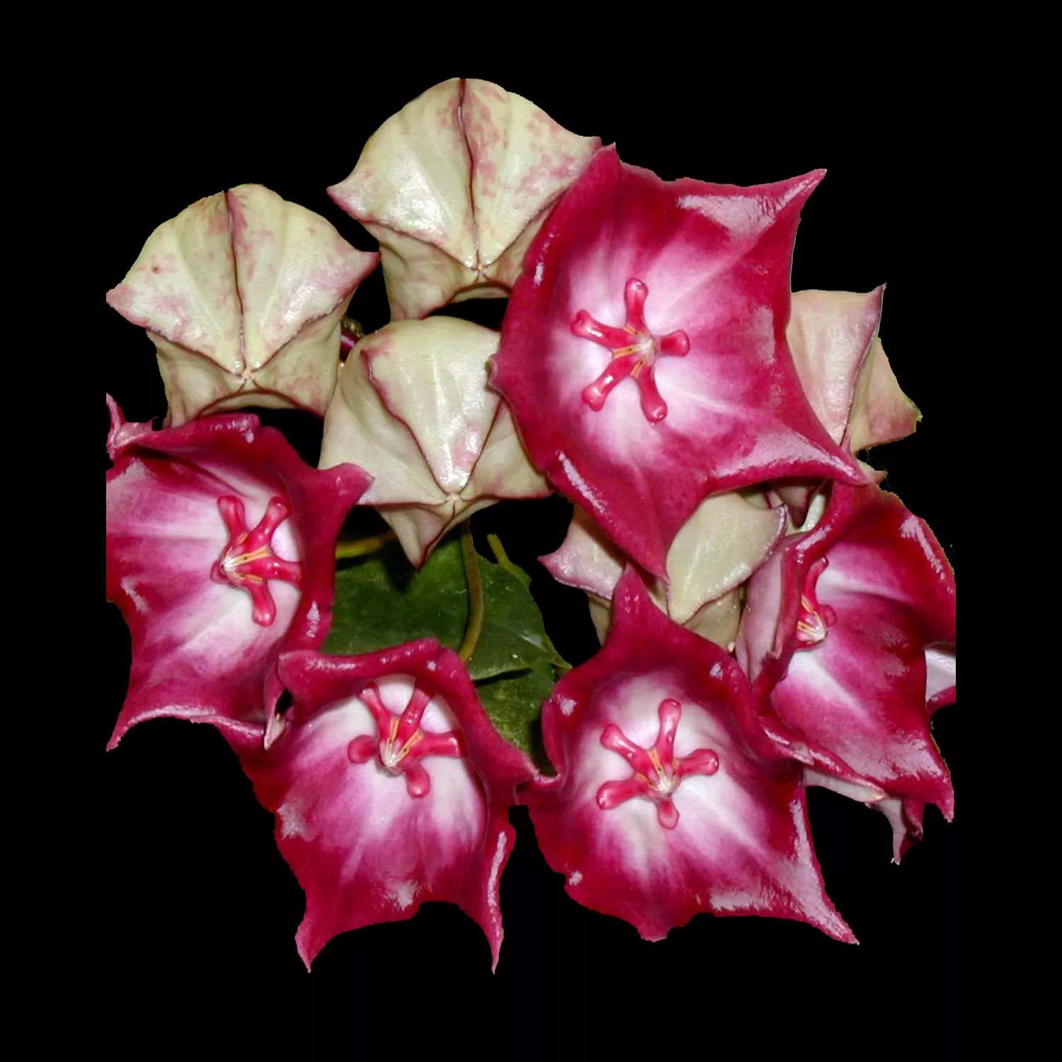 Hoya macgillivrayi - H010