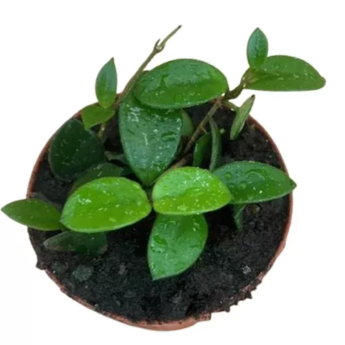 Hoya Mathilde