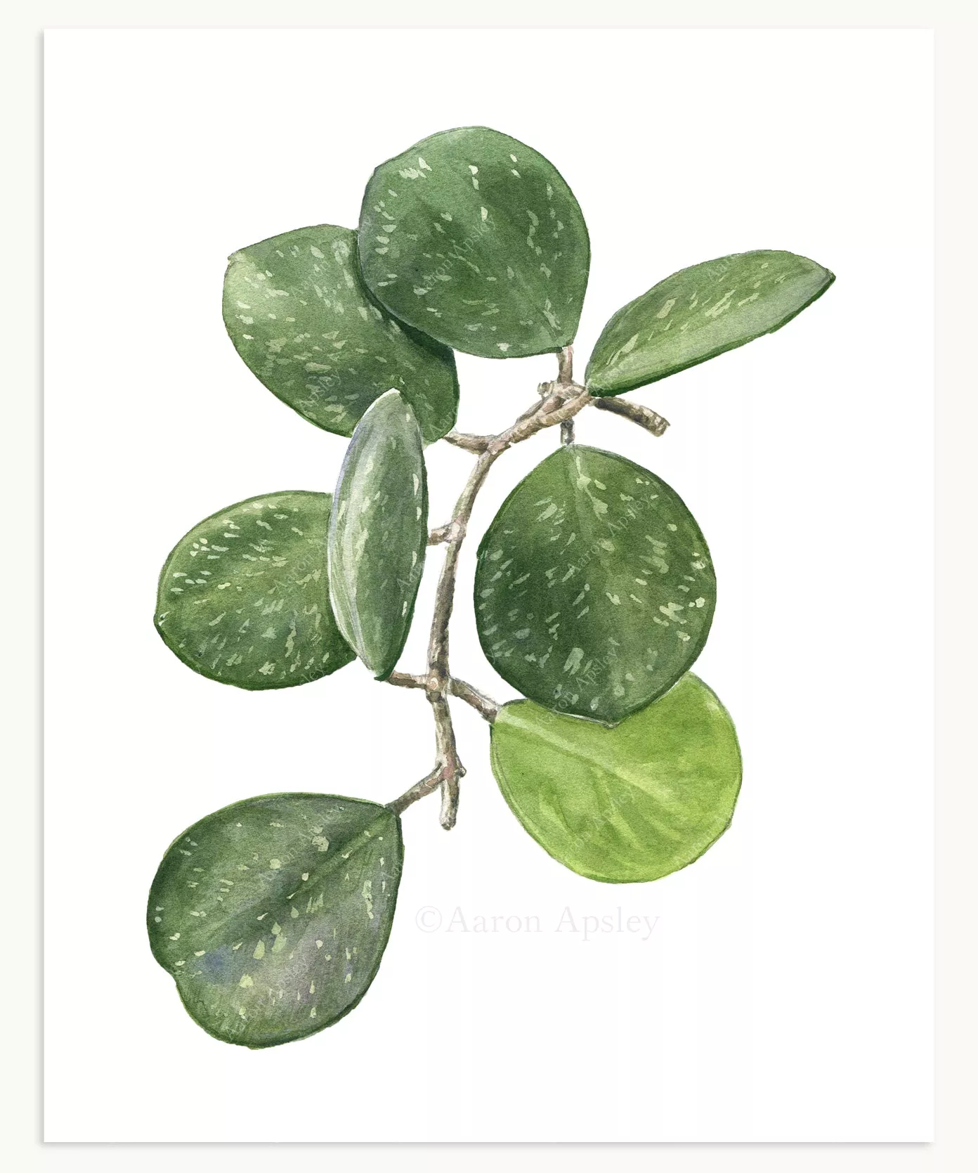 Hoya obovata Print