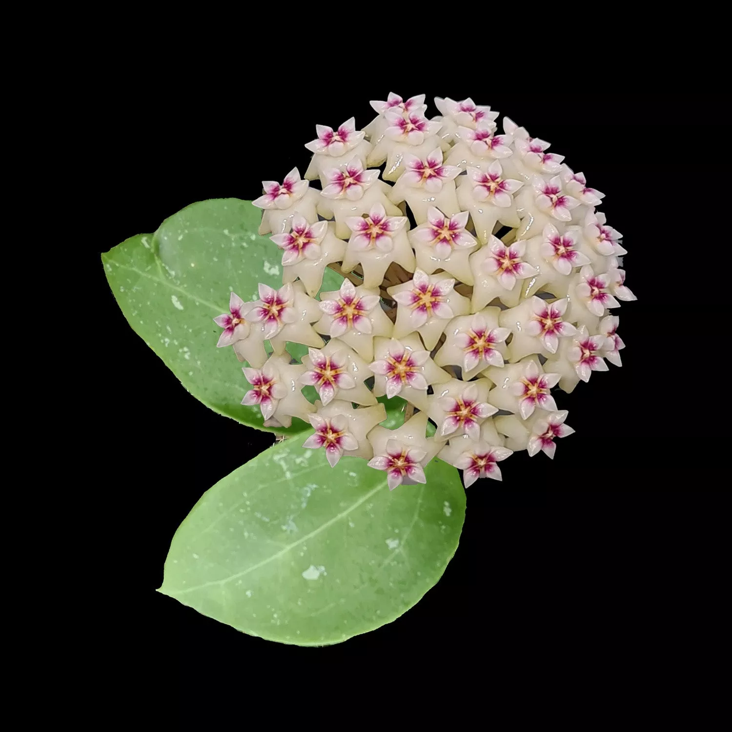 Hoya parasitica 'Heart Leaf' - H169