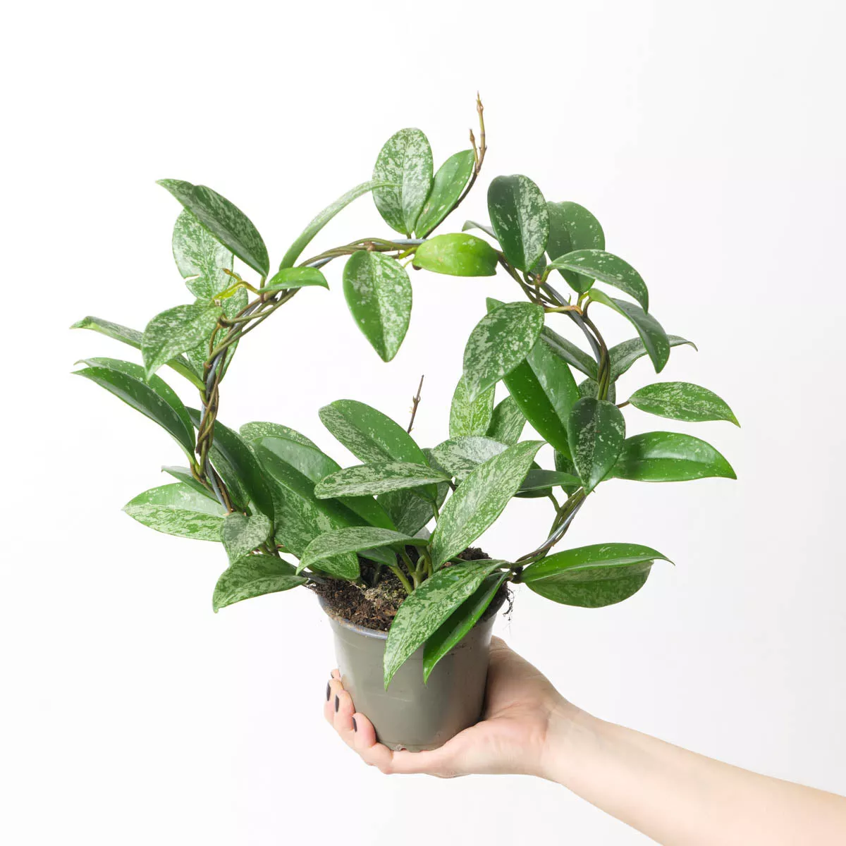 Hoya Pubicalyx 'Silver Spots'