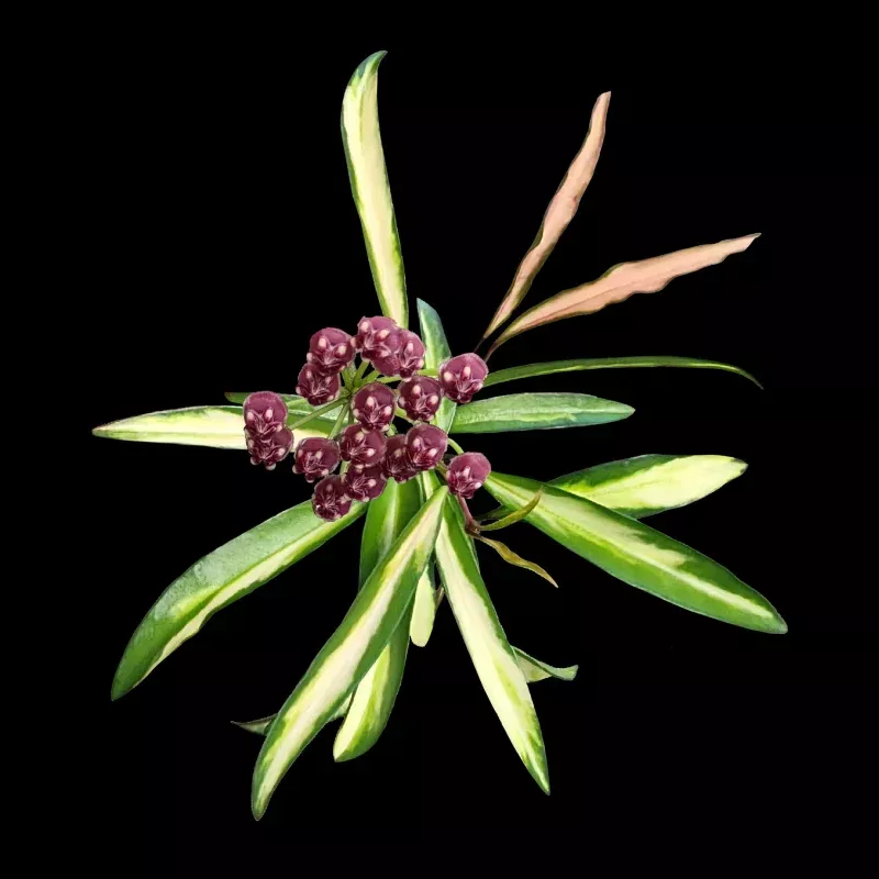 Hoya wayetii 'Variegata' - H231