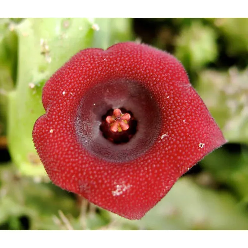 Huernia macrocarpa PLA09 SEEDS