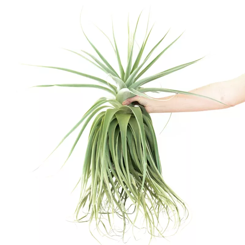 Huge Tillandsia Straminea 'Thick Leaf' - Specimen Plants - Limited Quantities