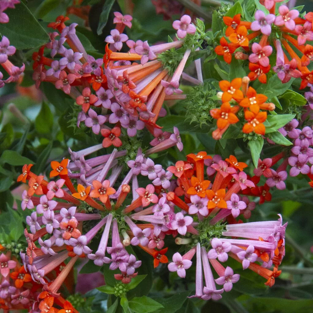 Hummingbird Flower (Bouvardia ternifolia)