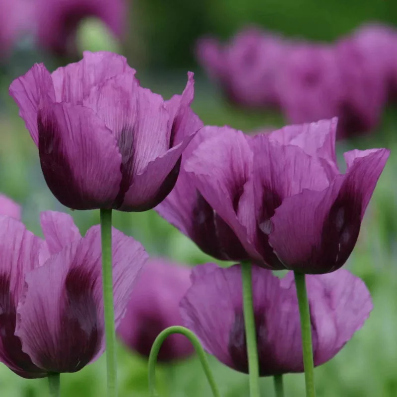 Hungarian Blue Breadseed Poppy