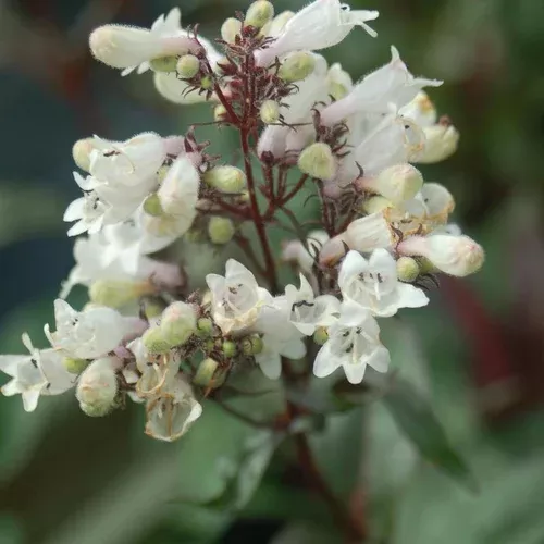 Husker Red Beardtongue