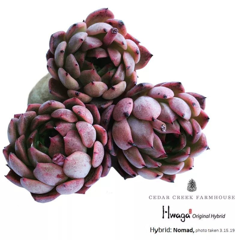 Hwaga Original Hybrid- PRESALE Echeveria Nomad