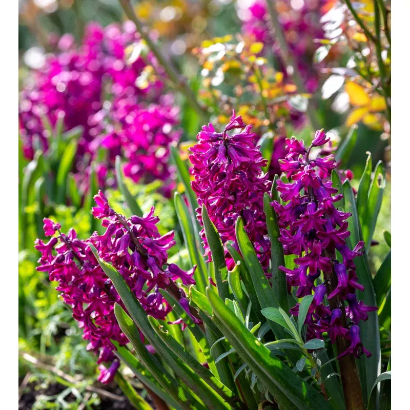 Hyacinthus orientalis 'Woodstock' (Forcing)