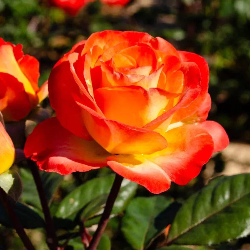 Hybrid Tea ‘Perfect Moment’ Rose