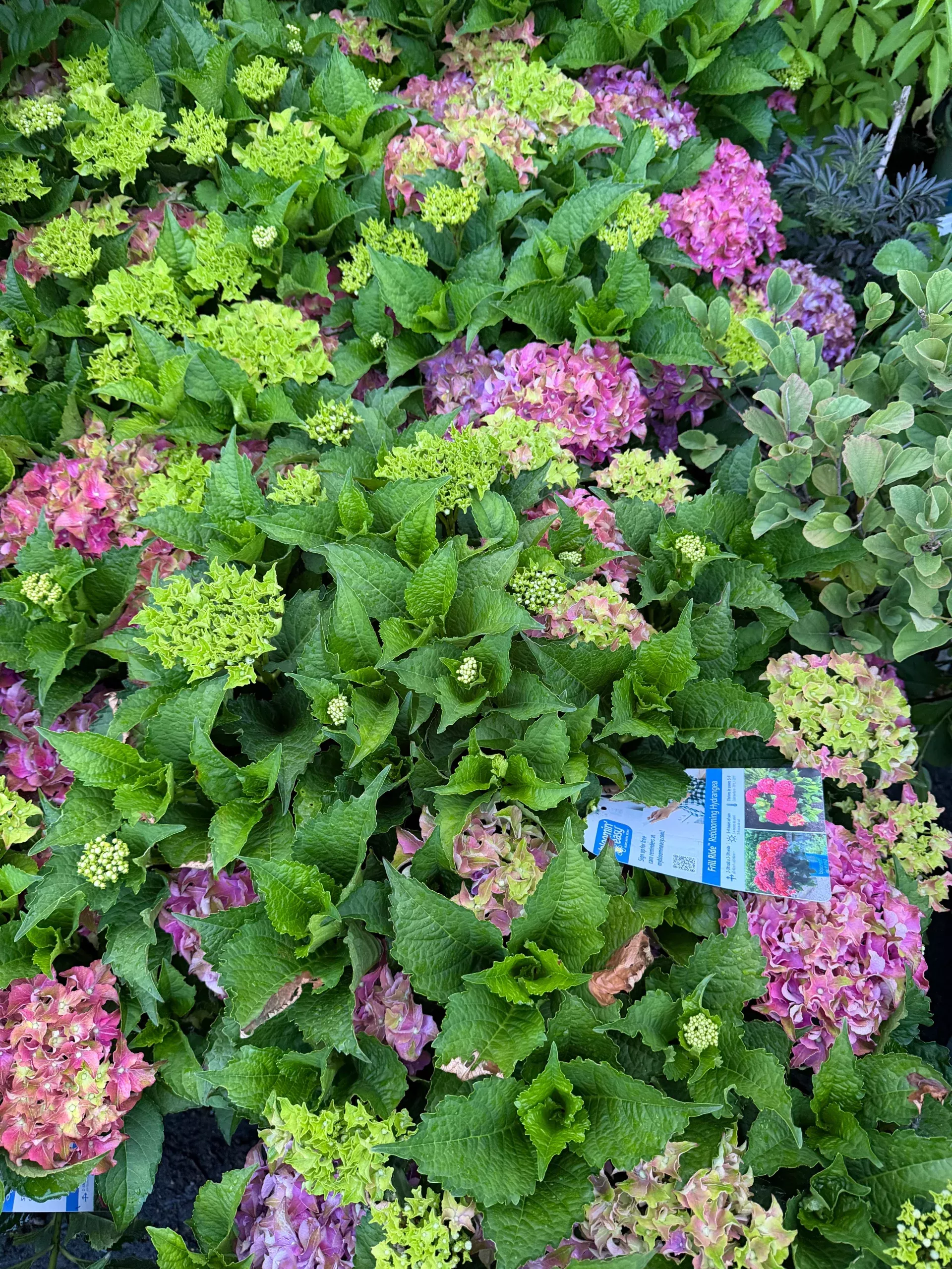 Hydrangea macrophylla Frill Ride