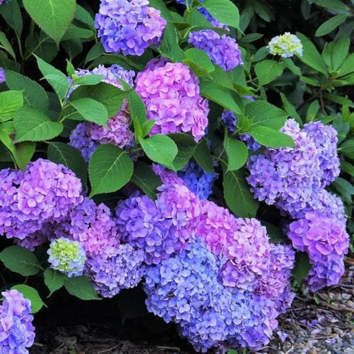 Hydrangea macrophylla Renate Steiniger