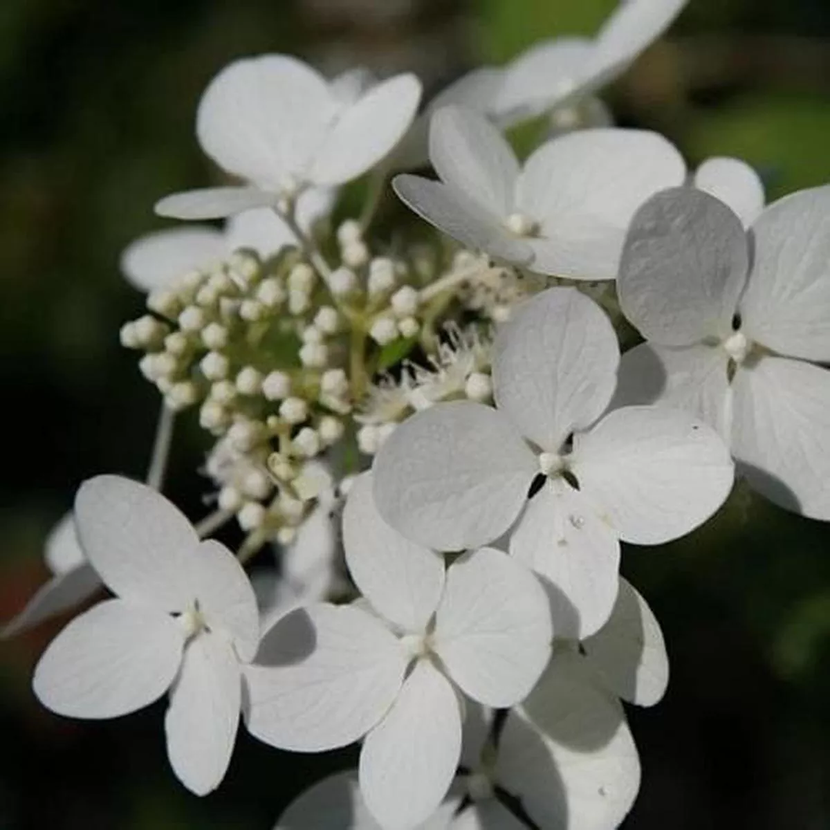 Hydrangea paniculata Angel’s Blush