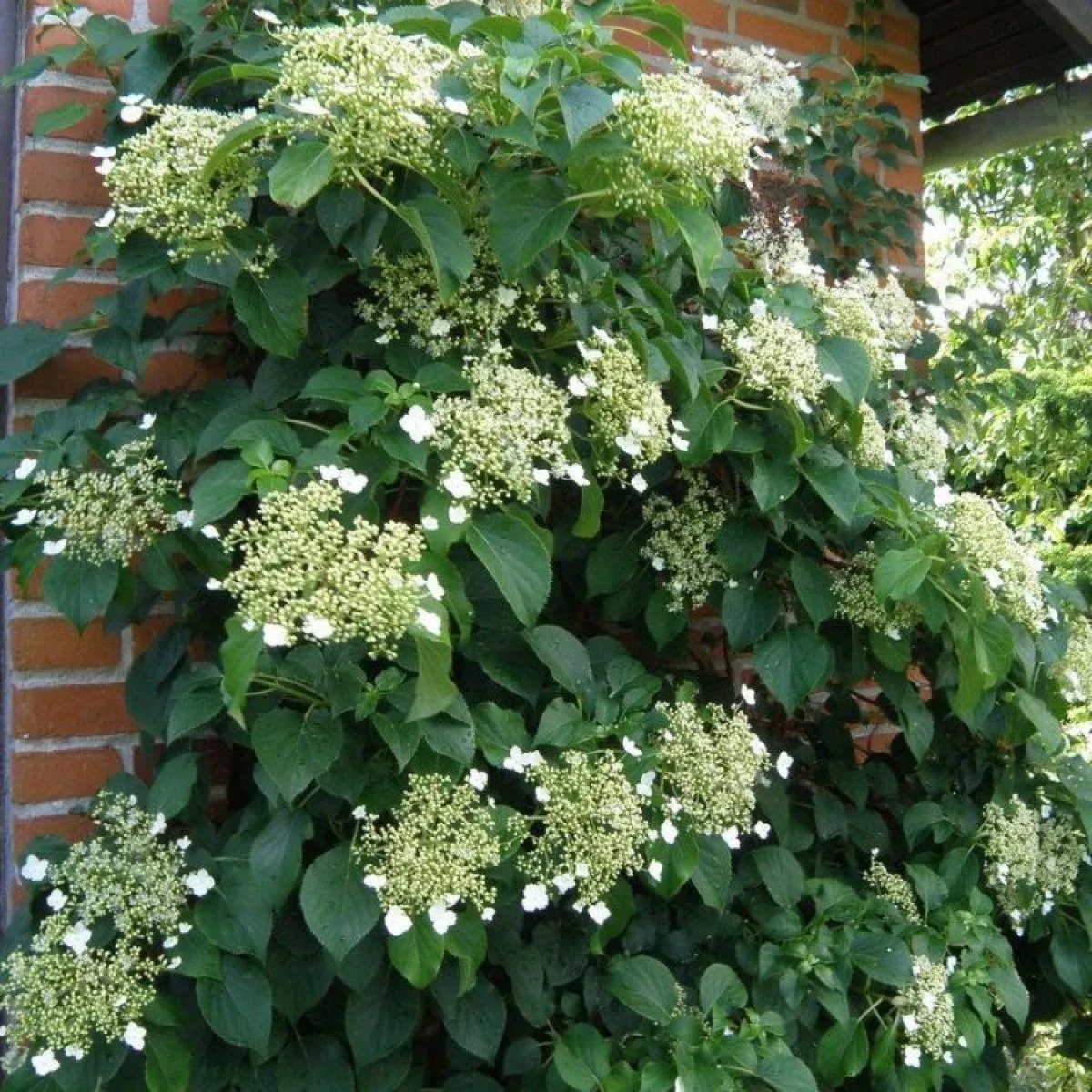 Hydrangea petiolaris – Climbing Hydrangea