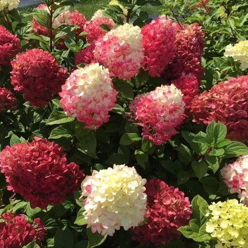 Hydrangea, Proven Winners Little Lime Punch Hydrangea