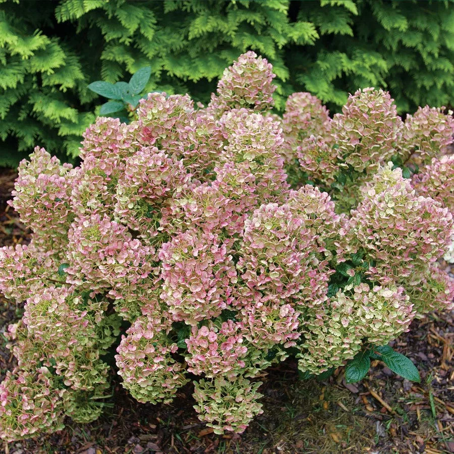 Hydrangea Tiny Quick Fire Panicle Hydrangea