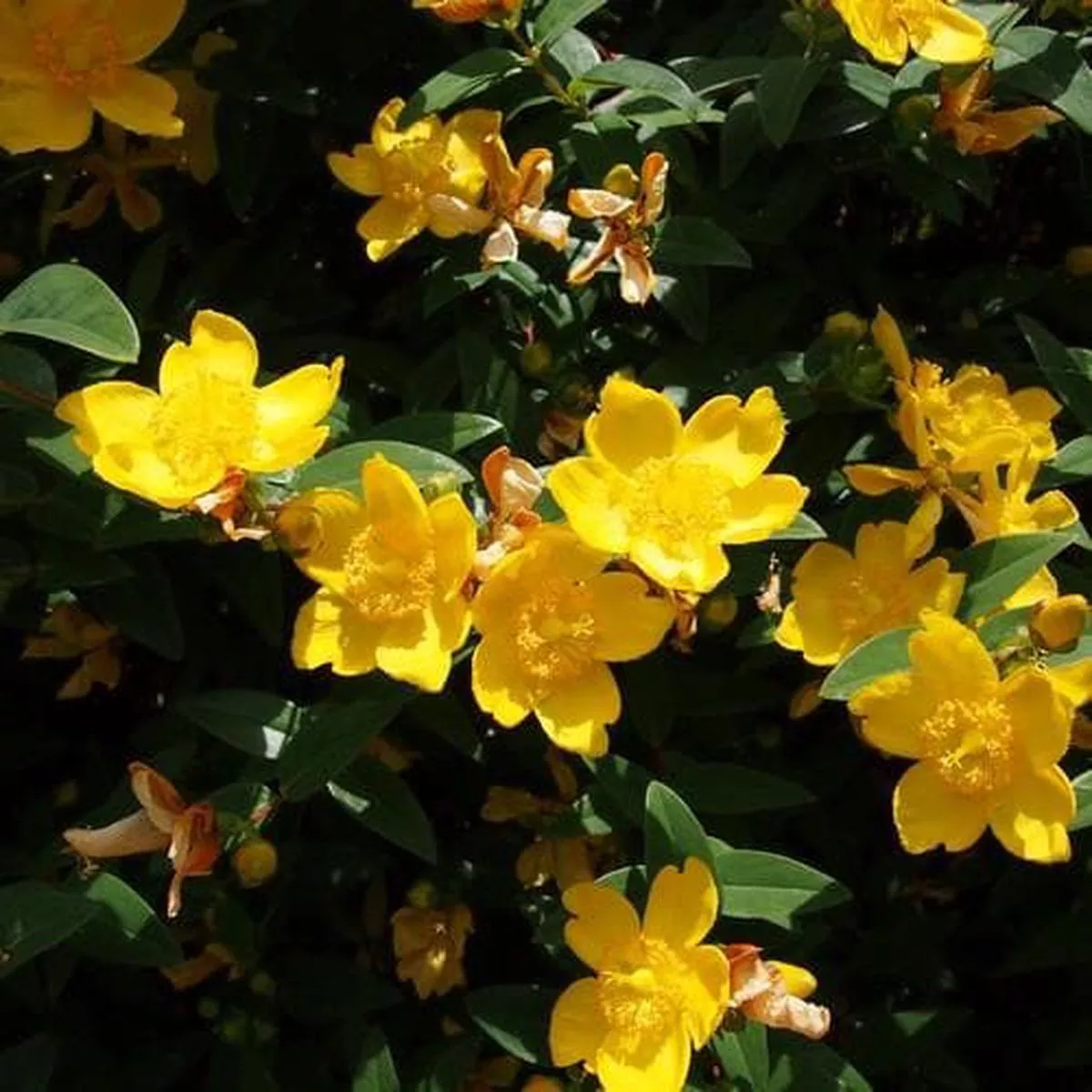 Hypericum x hidcoteense Hidcote Bareroot | 1-2ft