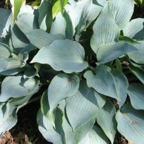 I’ll Fly Away Hosta