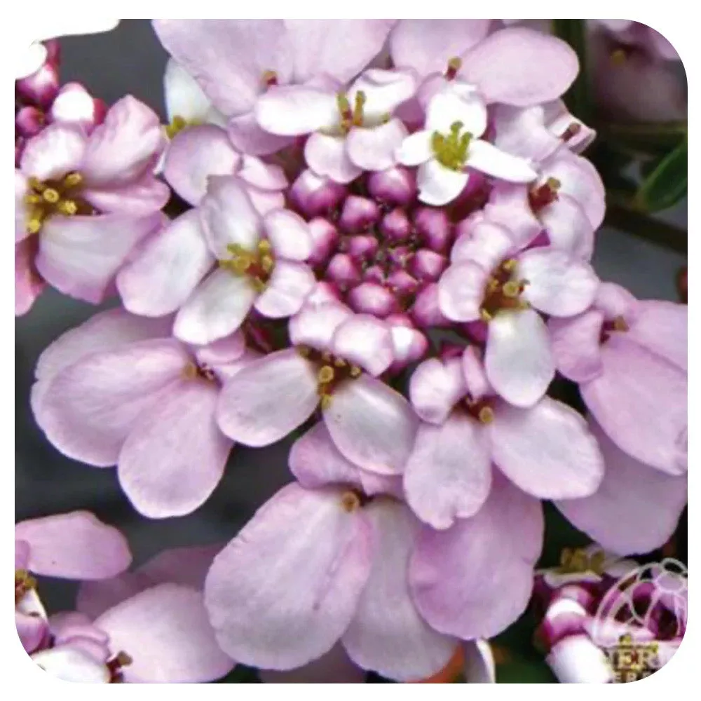 Iberis sempervirens ‘Pink Ice’ (Candytuft)