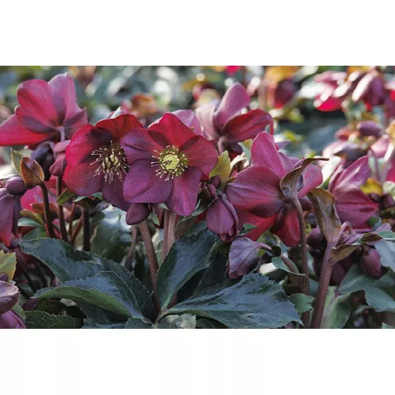 Ice N' Roses Red Hellebore - Monrovia