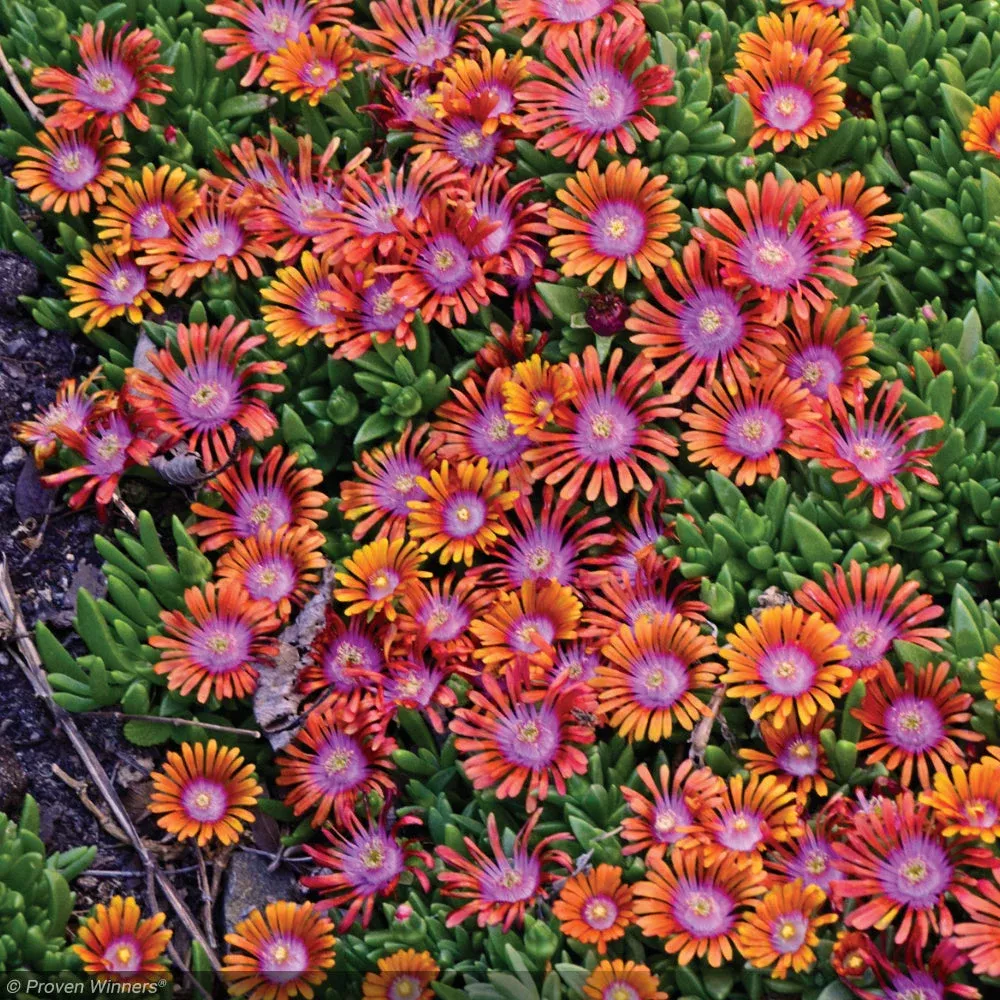 Ice Plant, Fire Spinner Qt