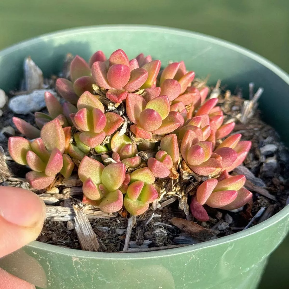 Ice Plant Succulent