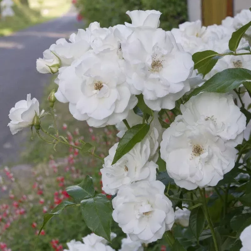 ‘Iceberg’ Bush Rose