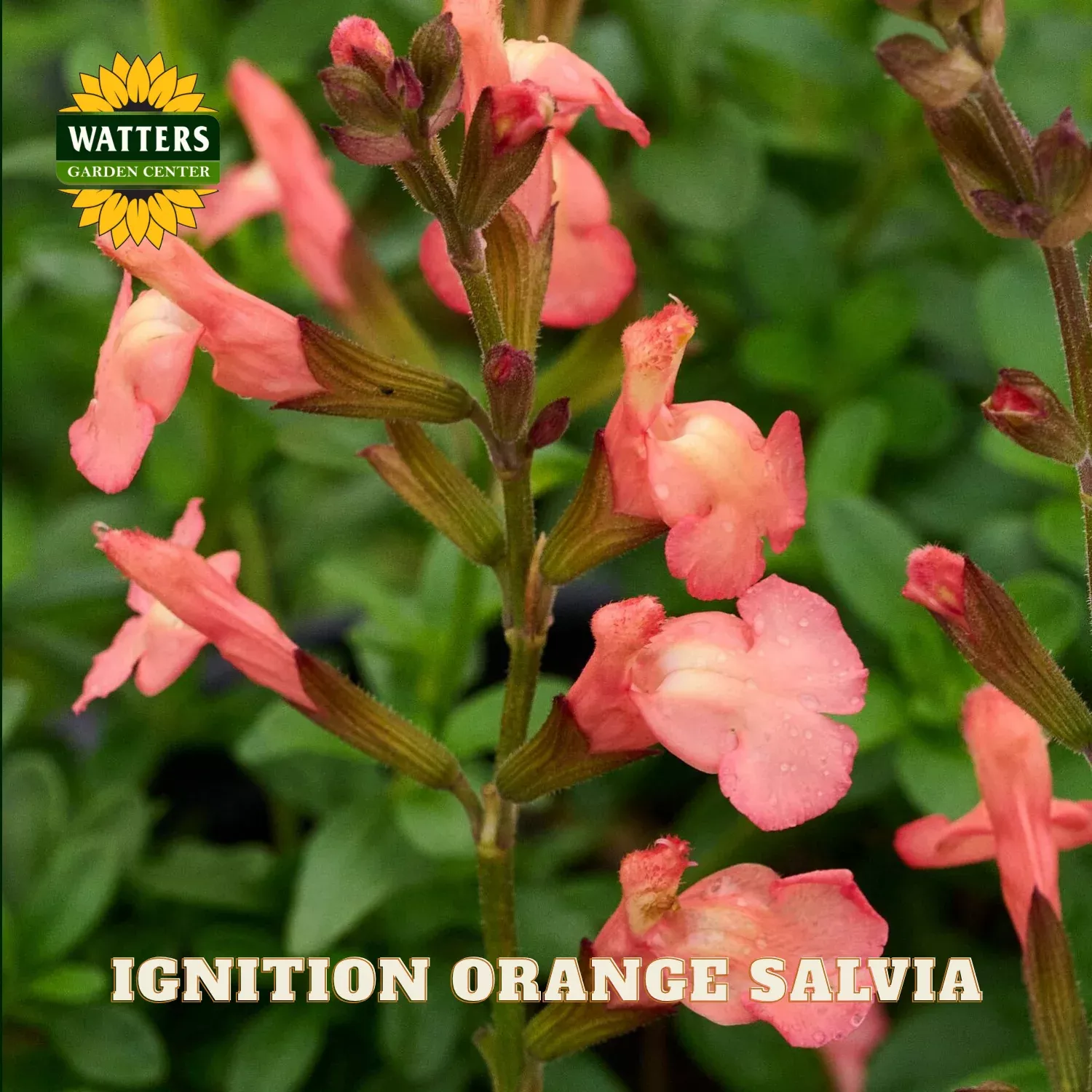 IGNITION ORANGE SALVIA 1gal