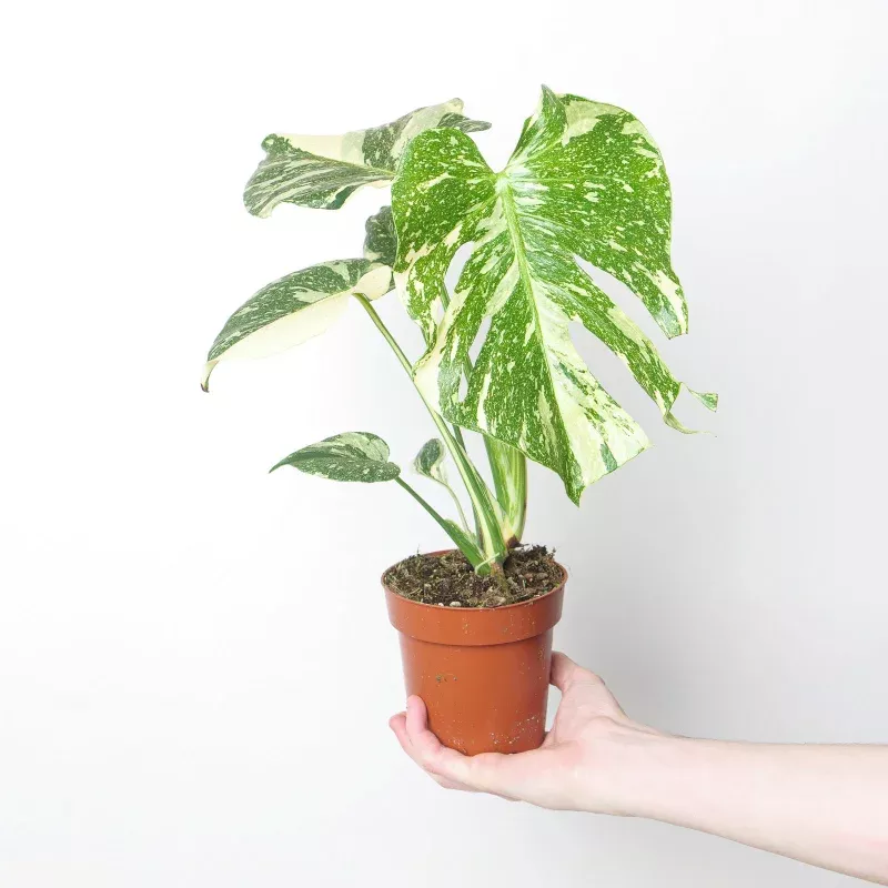 Imperfect Monstera deliciosa 'Creme Brulee'