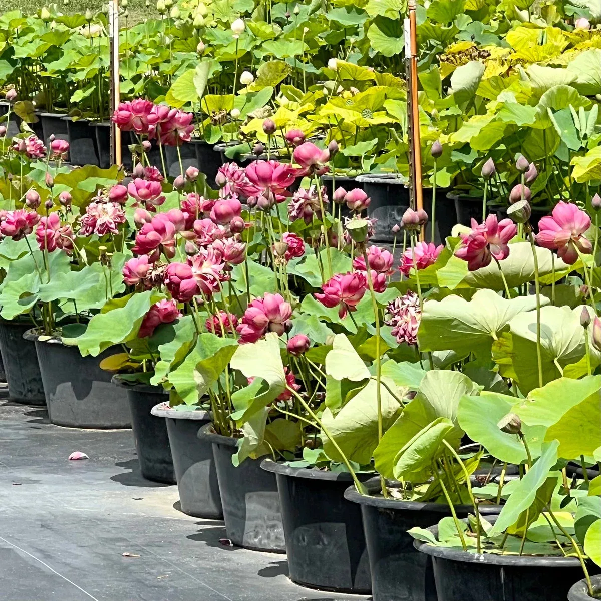 Impressions of West Lake Lotus – LOTS of flowers!