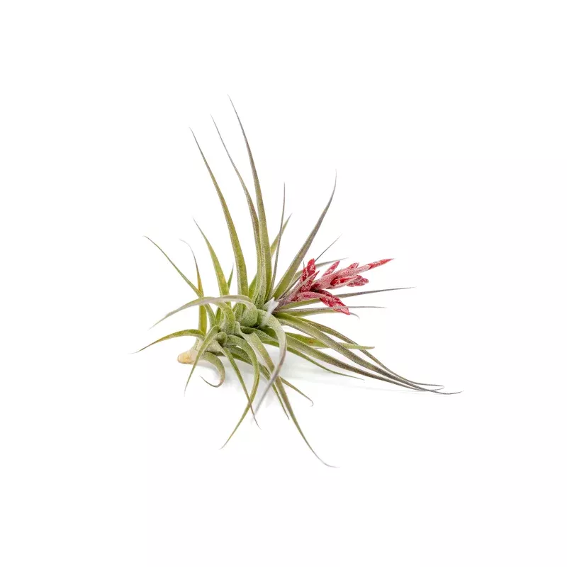 [IN BLOOM NOW!] Tillandsia Murorum Air Plant