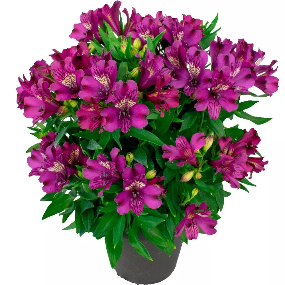 ‘Inca Batavia’ Peruvian Lily (Alstroemeria)