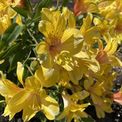 Inca Gold Rush™ Peruvian Lily