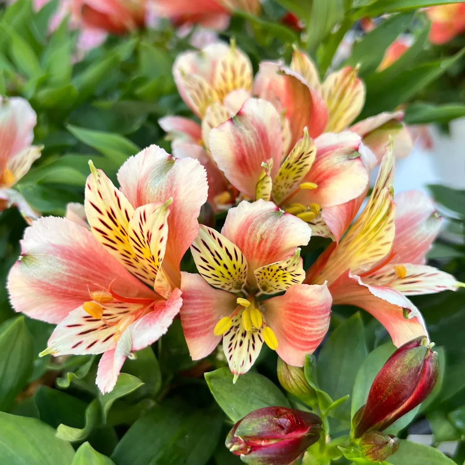 ‘Inca Husky’ Peruvian Lily (Alstroemeria)
