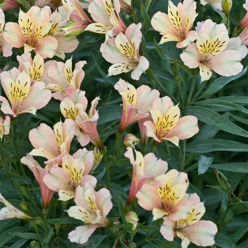 Inca Ice Peruvian Lily