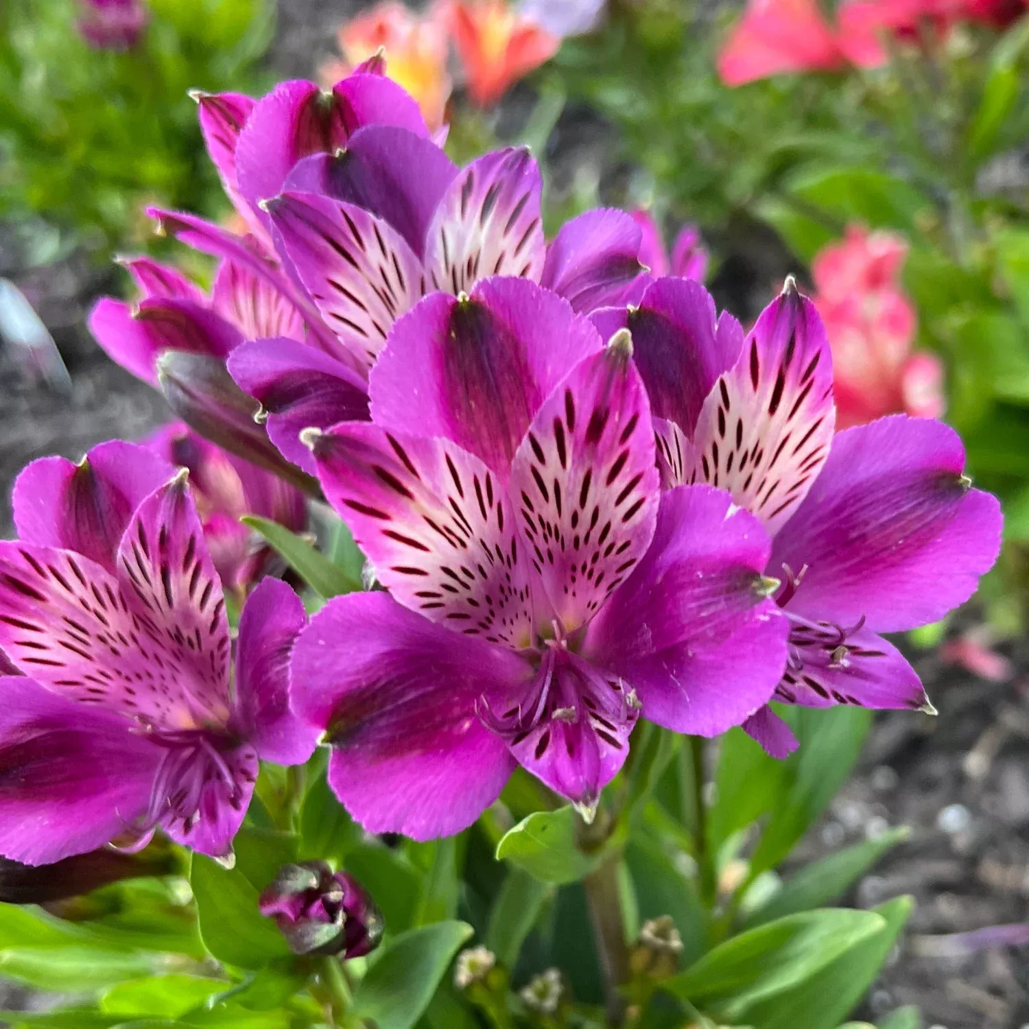 ‘Inca Noble’ Peruvian Lily (Alstroemeria)