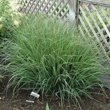 Indian Warrior Bluestem