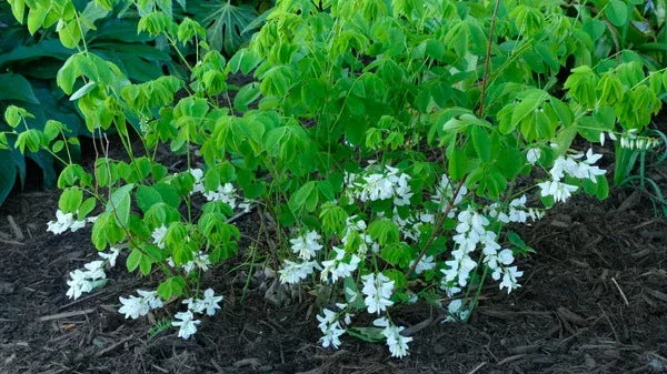 Indigofera kirilowii ‘Alba’