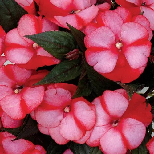 Infinity Blushing Crimson Impatiens