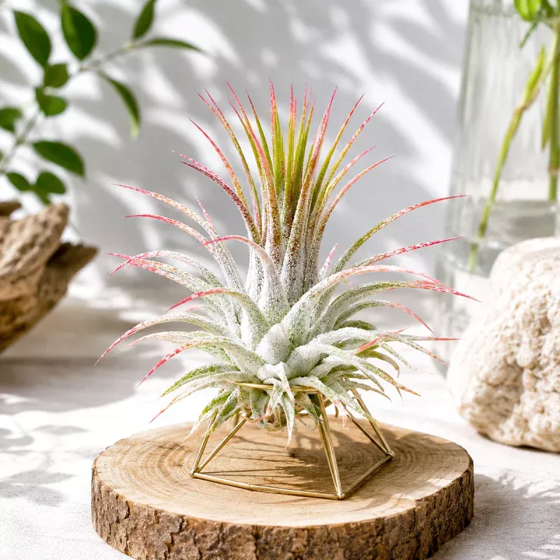 Ionantha Guatemala