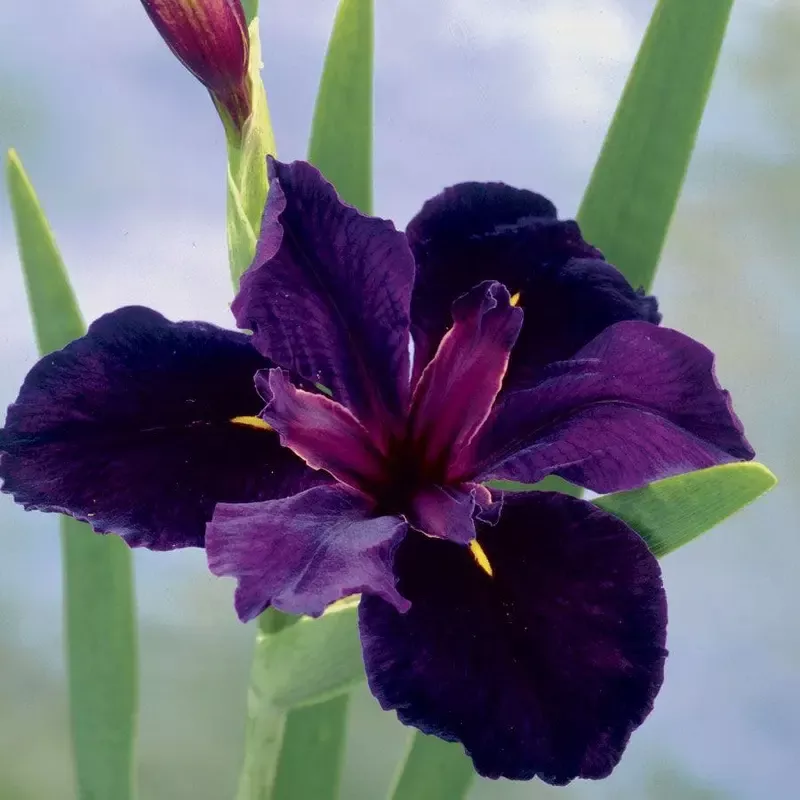 Iris Black Gamecock