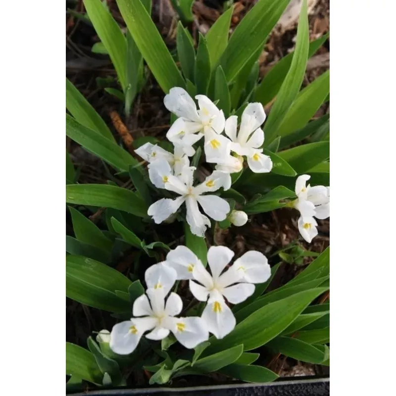Iris cristata Tennessee White