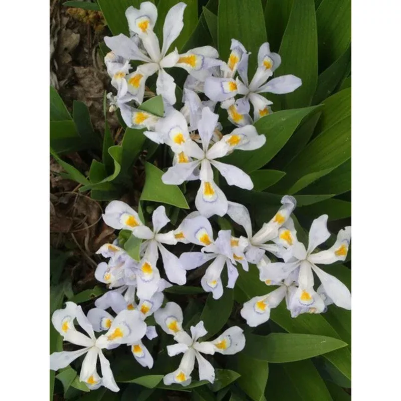 Iris cristata Vein Mountain
