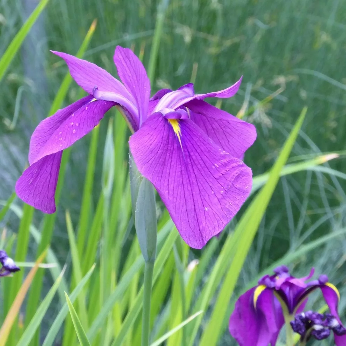 Iris ensata | Japanese Clematis Iris