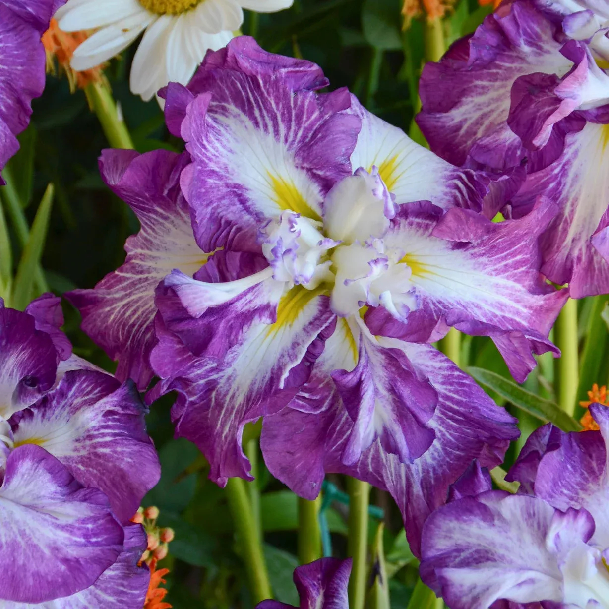 Iris ensata ‘Lion King’ – Japanese Iris