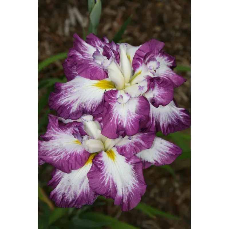 IRIS ENSATA `LION KING`