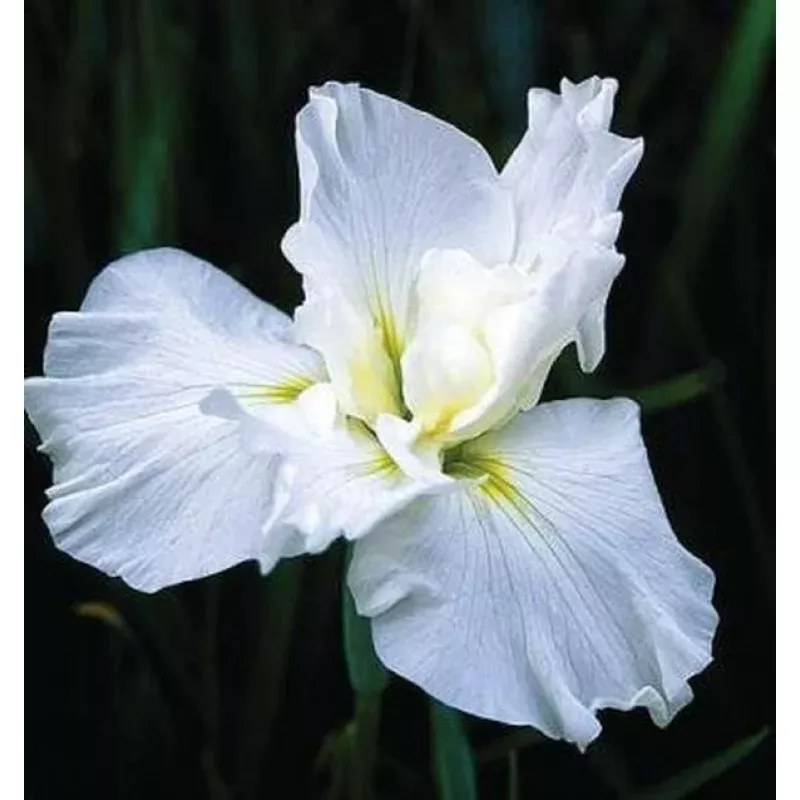 Iris ensata Little Snow Man