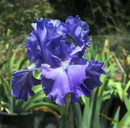 Iris Germanica Breakers Blue – 1 Gallon